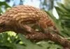 China grants pangolins the highest level of protection after COVID-19