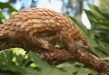 China grants pangolins the highest level of protection after COVID-19