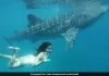 When Katrina Kaif swam with a whale shark